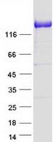 Human PCDH1 / PCD1 Protein (Recombinant Myc-DDK (Flag))