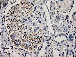 PDLIM2 / SLIM Antibody (clone OTI12A5, Carrier-free)
