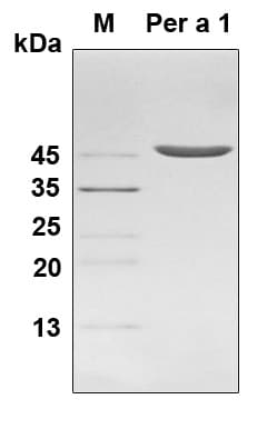 Periplaneta americana Cr-PII Allergen Protein (Recombinant 6His, N-terminus)
