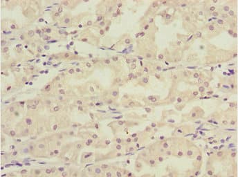 KLF15 Antibody
