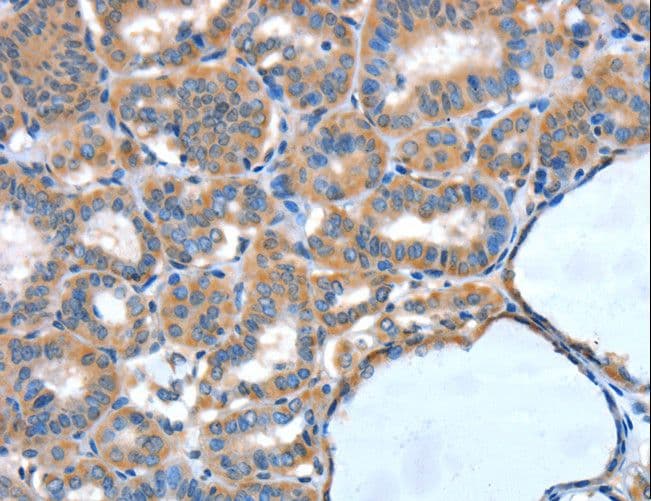 XBP1 Antibody
