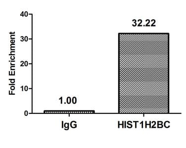 HIST1H2BN Antibody