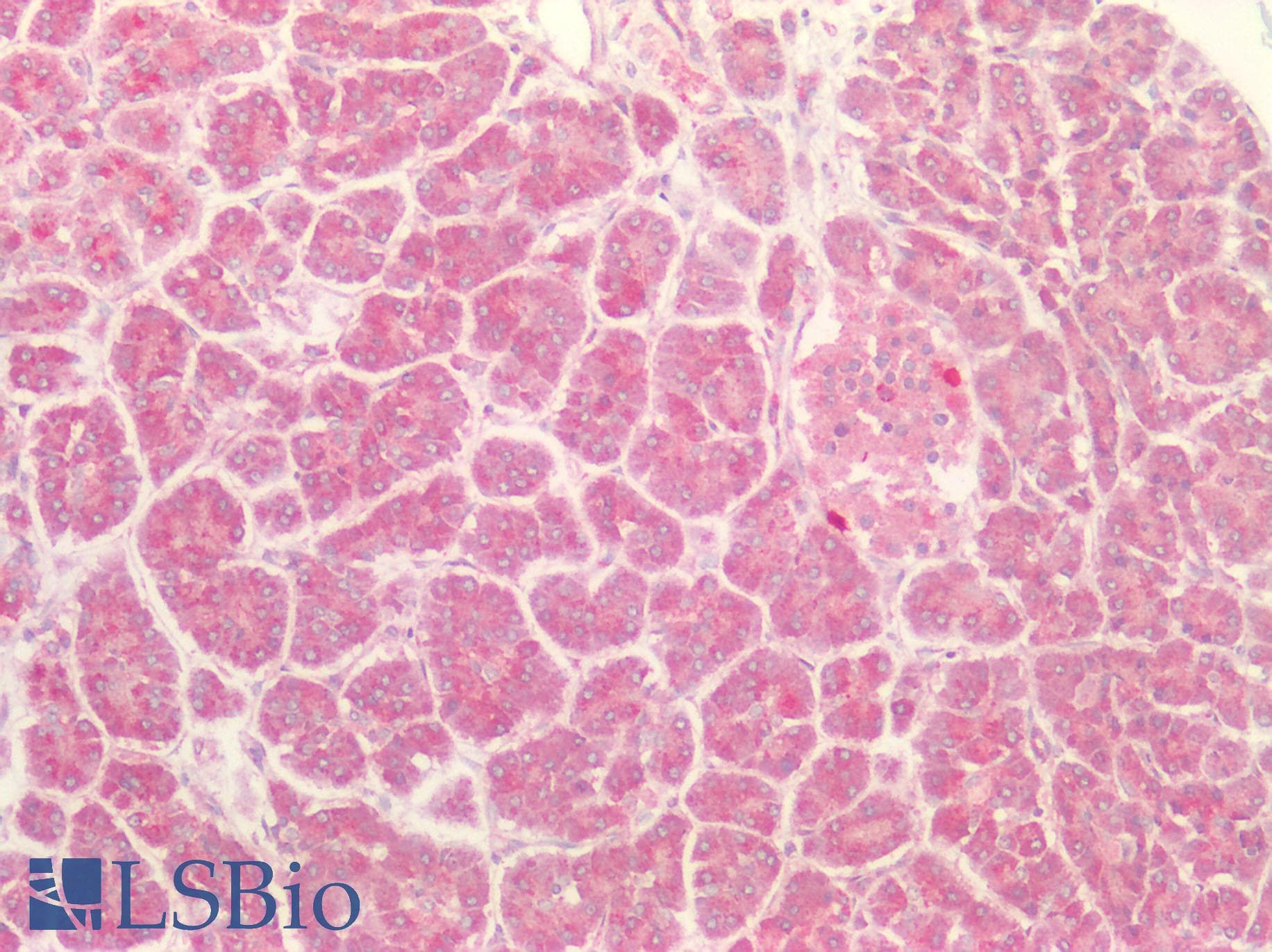 P2RX4 / P2X4 Antibody