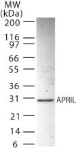 IHC-plus™ TNFSF13 / APRIL Antibody (aa1-17)