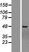 ZNF485 Protein (Over-Expression Lysate Myc-DDK (Flag))
