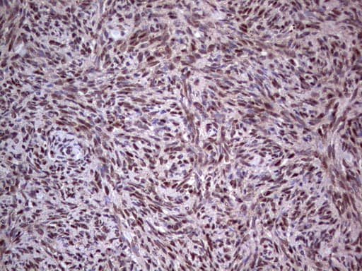 PCNA Antibody (clone OTI13G4)