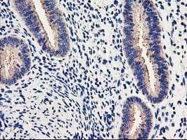 EIF2B3 Antibody (clone OTI1H3)