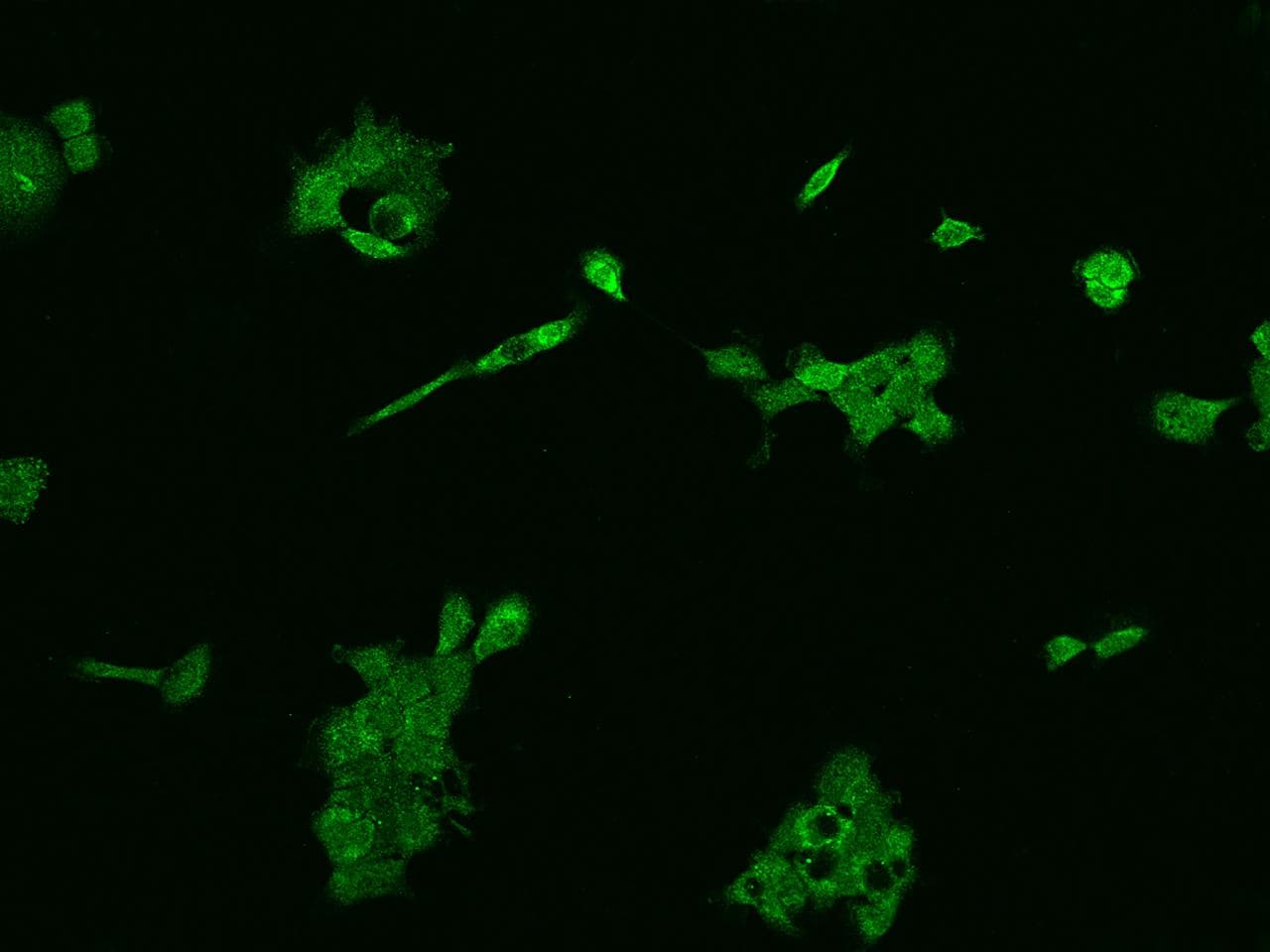 SLC36A4 Antibody