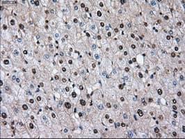 ID3 Antibody (clone OTI10D3)