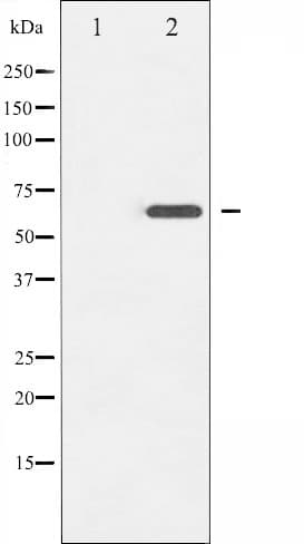 EZR / Ezrin Antibody (phospho-Thr566)