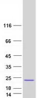Human EIF5A Protein (Recombinant Myc-DDK (Flag))