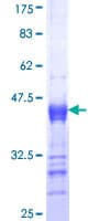 Human ITPKB Protein (Recombinant GST, N-terminus)