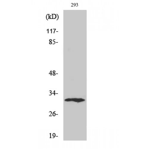 XRCC2 Antibody (180-260 aa, C-terminal)