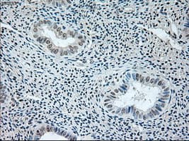 Monoclonal Mouse anti-Human GAD1 / GAD67 Antibody (clone OTI3G9, IHC, WB)