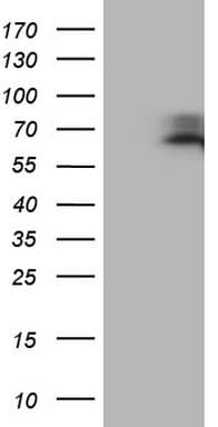 Monoclonal Mouse anti-Human VISA / MAVS Antibody (clone OTI9C7, aa1-247, WB)