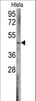 Polyclonal Rabbit anti-Human BCL2L13 / Bcl Rambo Antibody (aa342-369, WB)