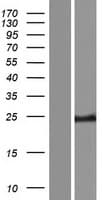 VCPKMT / C14orf138 Protein (Over-Expression Lysate Myc-DDK (Flag))