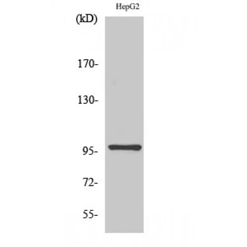 MAP4K1 / HPK1 Antibody (340-420 aa, Internal)
