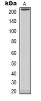 NAV1 Antibody (Internal)