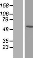 ARRDC2 Protein (Over-Expression Lysate Myc-DDK (Flag))