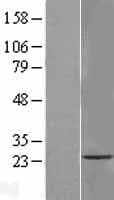TMEM33 Protein (Over-Expression Lysate Myc-DDK (Flag))