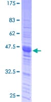 Human SPI1 / PU.1 Protein (Recombinant GST, N-terminus)