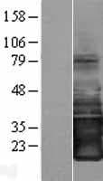 SMAGP Protein (Over-Expression Lysate Myc-DDK (Flag))