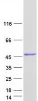 Human NADK2 / C5orf33 Protein (Recombinant Myc-DDK (Flag))