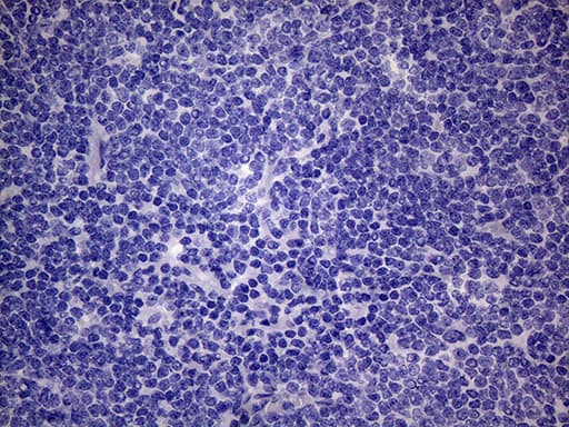 Monoclonal Mouse anti-Human PON3 Antibody (clone OTI1B12, aa30-319, IHC, WB)