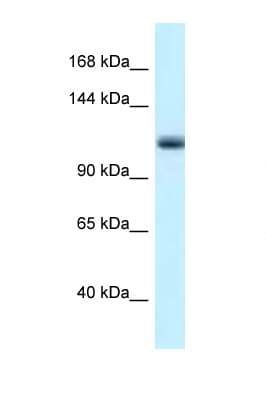 Polyclonal Rabbit anti-Mouse MCM10 Antibody (aa40-89, WB)