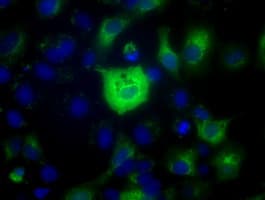 HID1 / C17orf28 Antibody (clone OTI2G6)