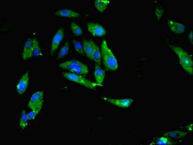 MTHFR Antibody (aa1-656)