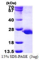 Human PTPMT1 Protein (Recombinant His)