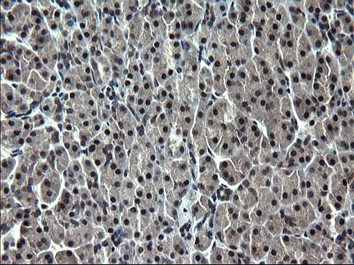 ZFAND3 / TEX27 Antibody (clone OTI1E9)
