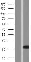 C8orf31 Protein (Over-Expression Lysate Myc-DDK (Flag))