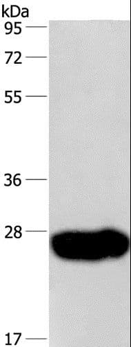 CAV3 / Caveolin 3 Antibody