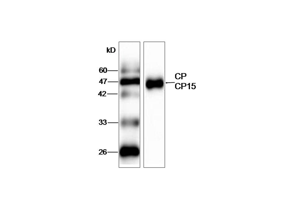 Cryptosporidium CP15/60 Sporozoite 60K Protein Antibody (aa9-156, clone 3)
