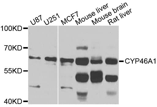 CYP46A1 / CYP46 Antibody