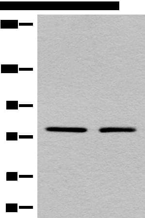 MARK2 Antibody