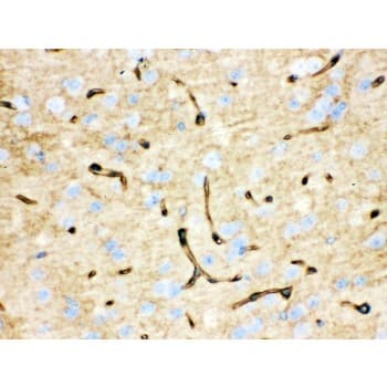AQP4 / Aquaporin 4 Antibody (aa295-323)