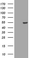CD4 Antibody (clone OTI1D1)