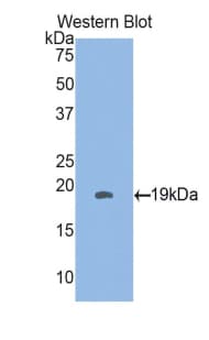 HSPB3 Antibody (aa1-150)