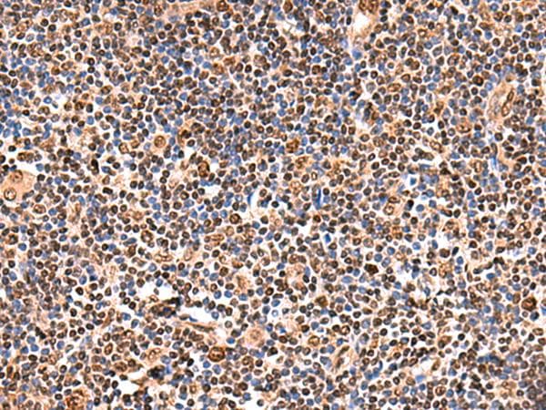 GPKOW Antibody