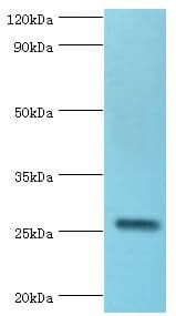 IL27 Antibody (aa29-243)