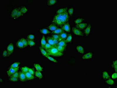 ASNA1 Antibody (aa1-348)