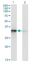 Monoclonal Mouse anti-Human TOMM34 Antibody (clone 1D2, WB)