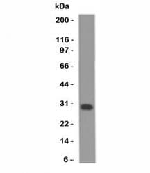 BCL2L1 / BCL-XL Antibody (aa3-14, clone BX006 + 2H12, Ready-to-Use)