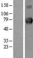 KEAP1 Protein (Over-Expression Lysate Myc-DDK (Flag))