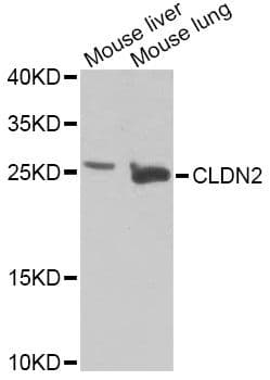 CLDN2 / Claudin 2 Antibody