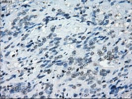 TSC501 / NAT8 Antibody (clone OTI5A8, Carrier-free)
